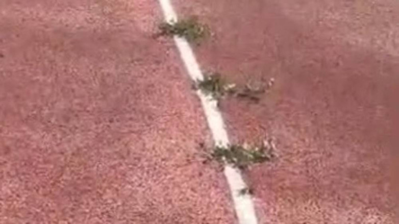 На беговой дорожке нового стадиона в Караколе уже растет трава. ВИДЕО